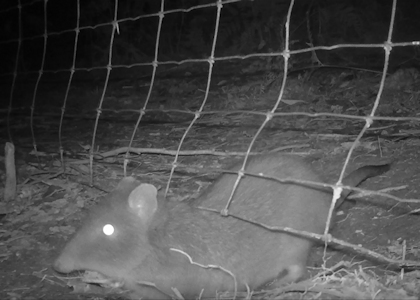 Long-nosed potteroo goes under fence